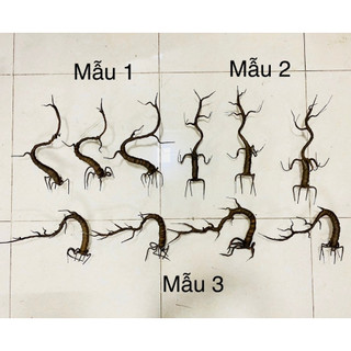 Gốc Bonsai, thân cây giả làm mai đào tết