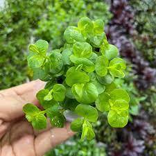 KIM TIỀN THẢO KHÔNG CẦN CO2