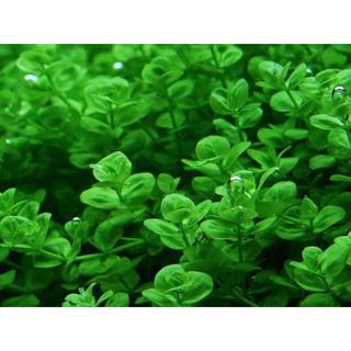 KIM TIỀN THẢO KHÔNG CẦN CO2