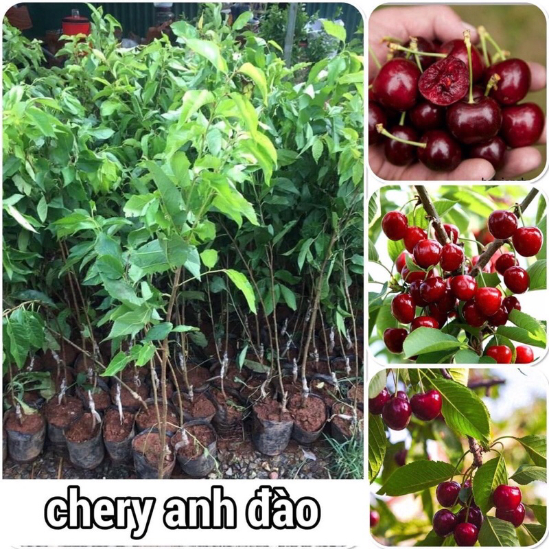 Cây giống chery anh đào cao 50 60cm. Mua 5 cây tặng thêm 1 cây
