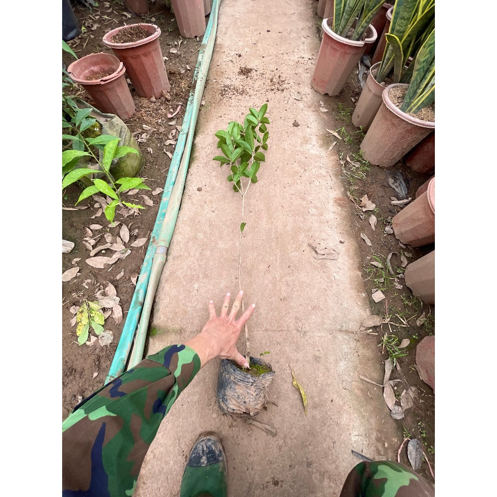 Cây mộc hương ta, Cao 40- 60cm thoát thân, khỏe sống ổn định (Hàng Chuẩn)