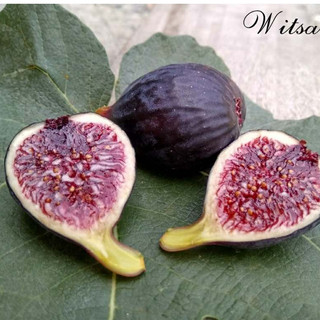 Cây giống Sung Mỹ Galicia Negra - GN Fig