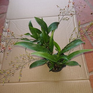 Lan Vũ Nữ hồng lâu mộng