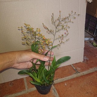 Lan Vũ Nữ hồng lâu mộng