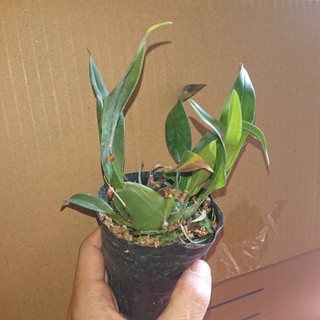 Lan Vũ Nữ hồng lâu mộng