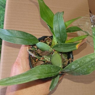 Lan Vũ Nữ hồng lâu mộng