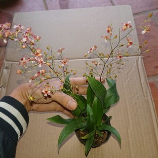 Lan Vũ Nữ hồng lâu mộng