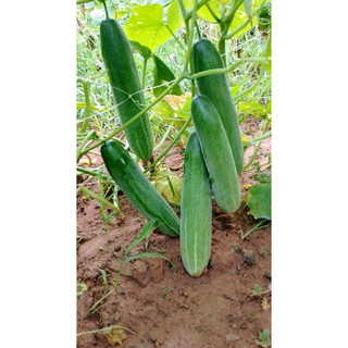 HẠT GIỐNG DƯA CHUỘT NẾP THƠM GSA286