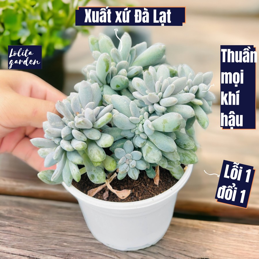 Sen đá giọt lệ crest Đà Lạt size trung bình cây cảnh trang trí Lolita garden