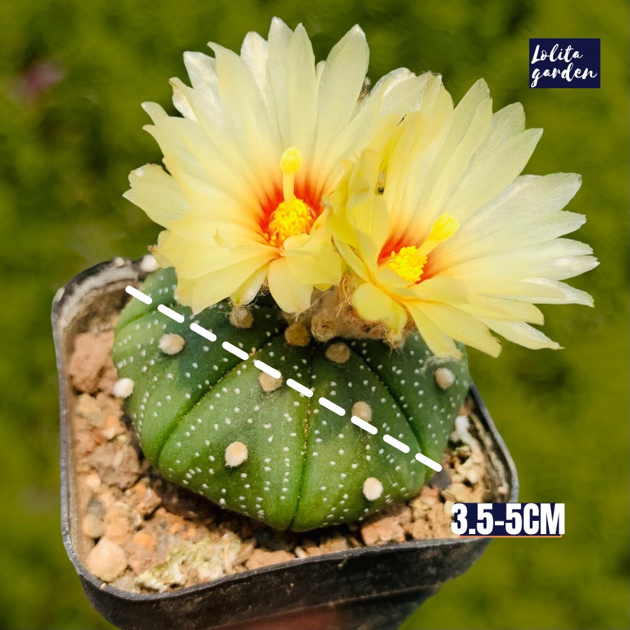 Xương rồng Aster Đà Lạt size bé cây cảnh trang trí nhà cửa Lolita garden
