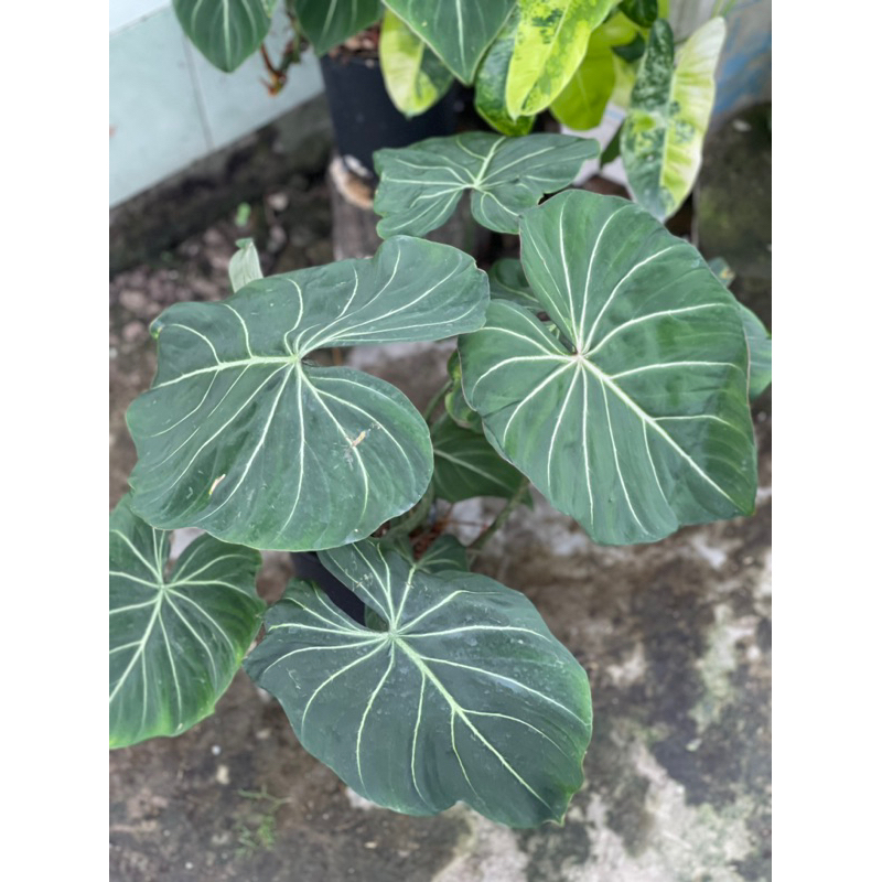 Gloriosum dark form chậu nhiều ngọn ra lá liên tục