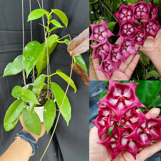 Hoa Cẩm cù - hoya Kaimuki thân leo, chùm hoa to, phát triển nhanh, dễ trồng