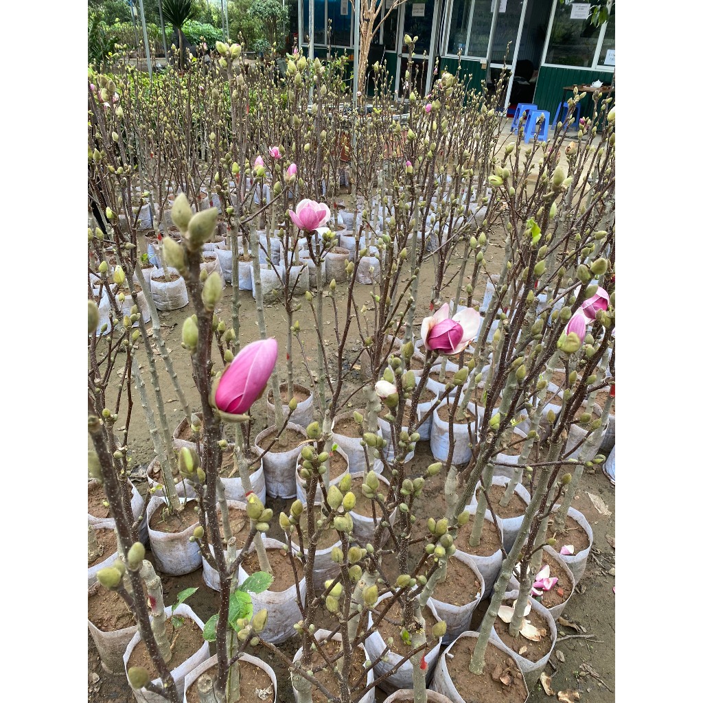 Cây mộc lan đang nụ chơi tết  , giống cây hoa nhập khâu siêu hot 2023