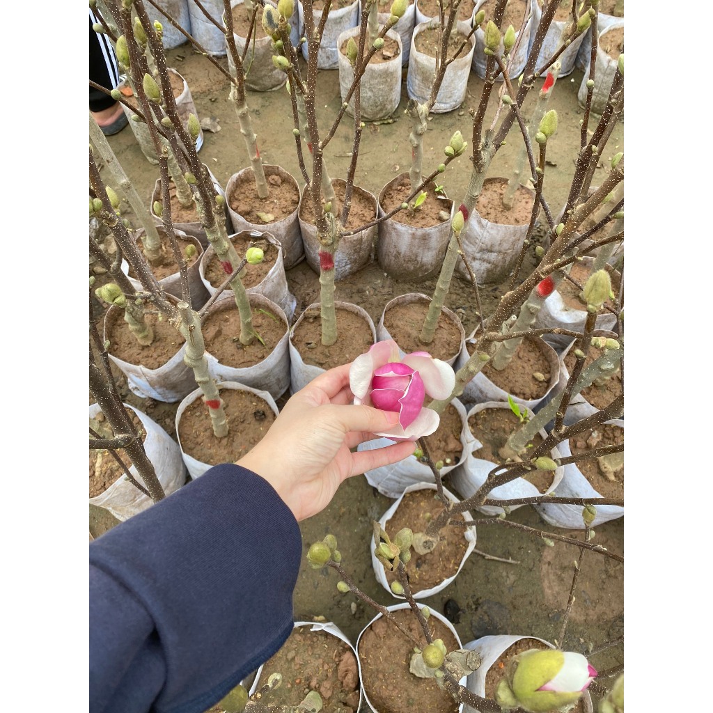 Cây mộc lan đang nụ chơi tết  , giống cây hoa nhập khâu siêu hot 2023