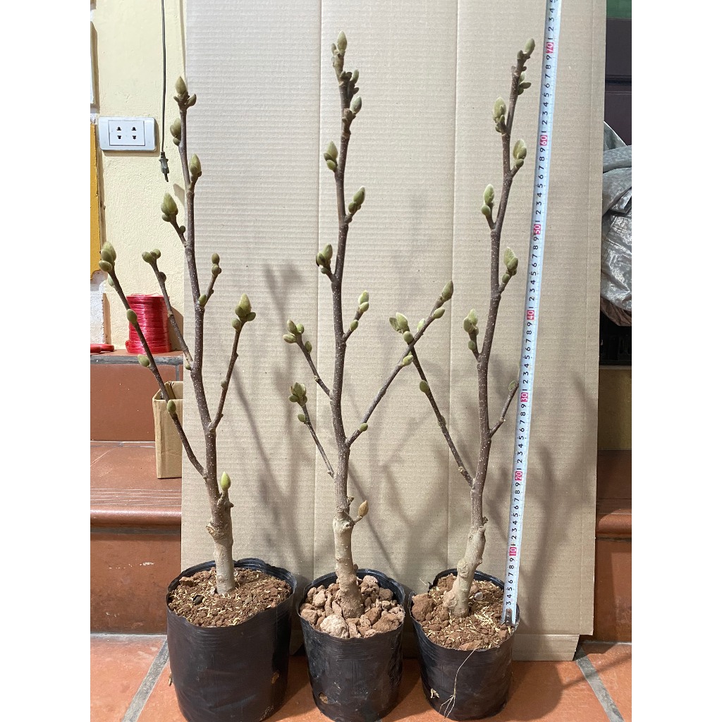 Cây mộc lan đang nụ chơi tết  , giống cây hoa nhập khâu siêu hot 2023