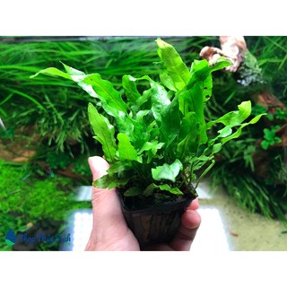 Dương xỉ lá hẹp | cây thủy sinh giá thể, không co2