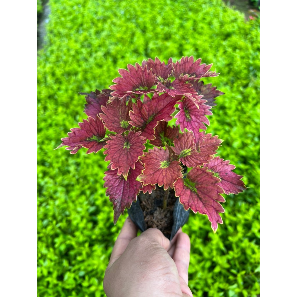 Cây lá gấm cam cá hồi (ảnh thật).