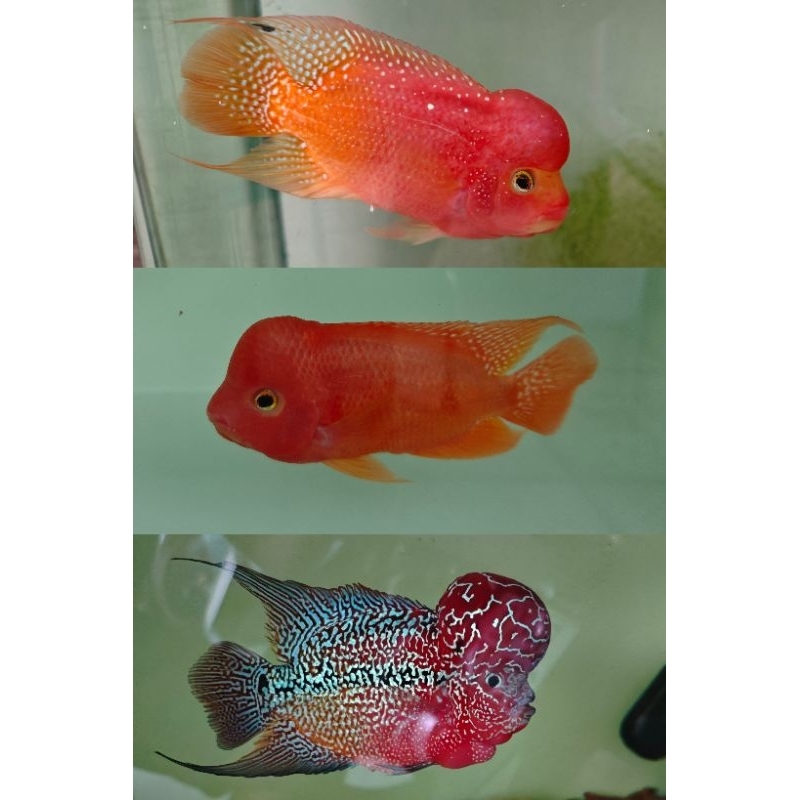 Cám la hán CS3, protein động vật 56 %, bột carophyll pink 7%, net 200-500gram