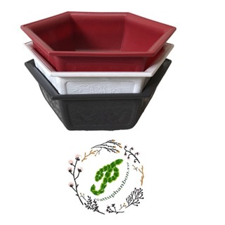 Chậu lục giác bonsai mini - #017c# 21x8cm