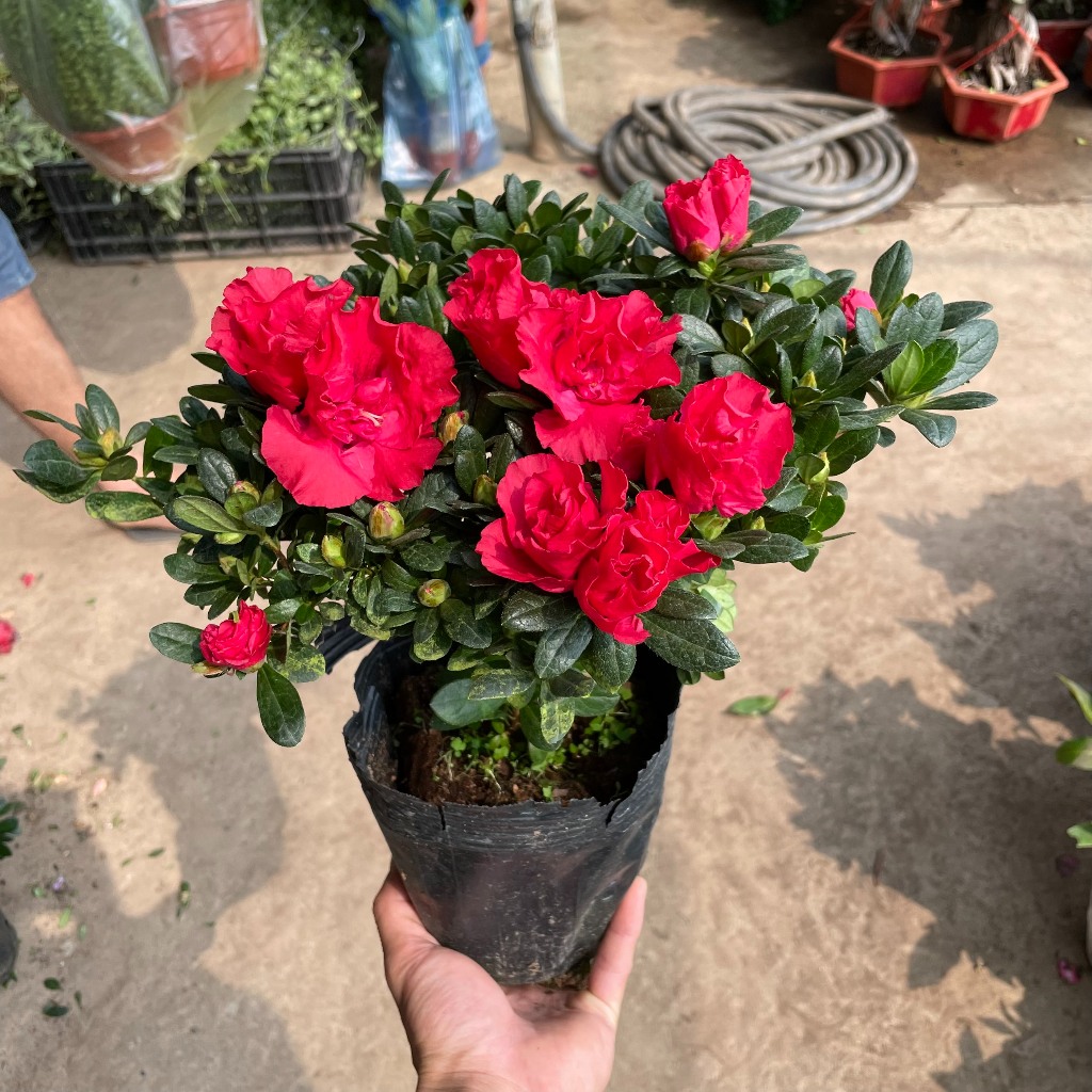 Cây hoa đỗ quyên đỏ cao 25cm, Cây tán tròn nhiều hoa nhiều nụ nở đẹp (Hàng Chuẩn)