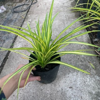 Cây dứa sọc vàng chiều cao 20-25cm bụi cây to khỏe lá vươn dài đẹp