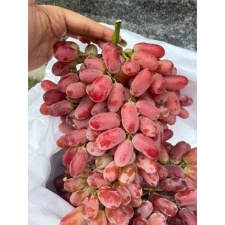 Hcm free ship - 1kg nho đỏ móng tay giòn ngọt lịm