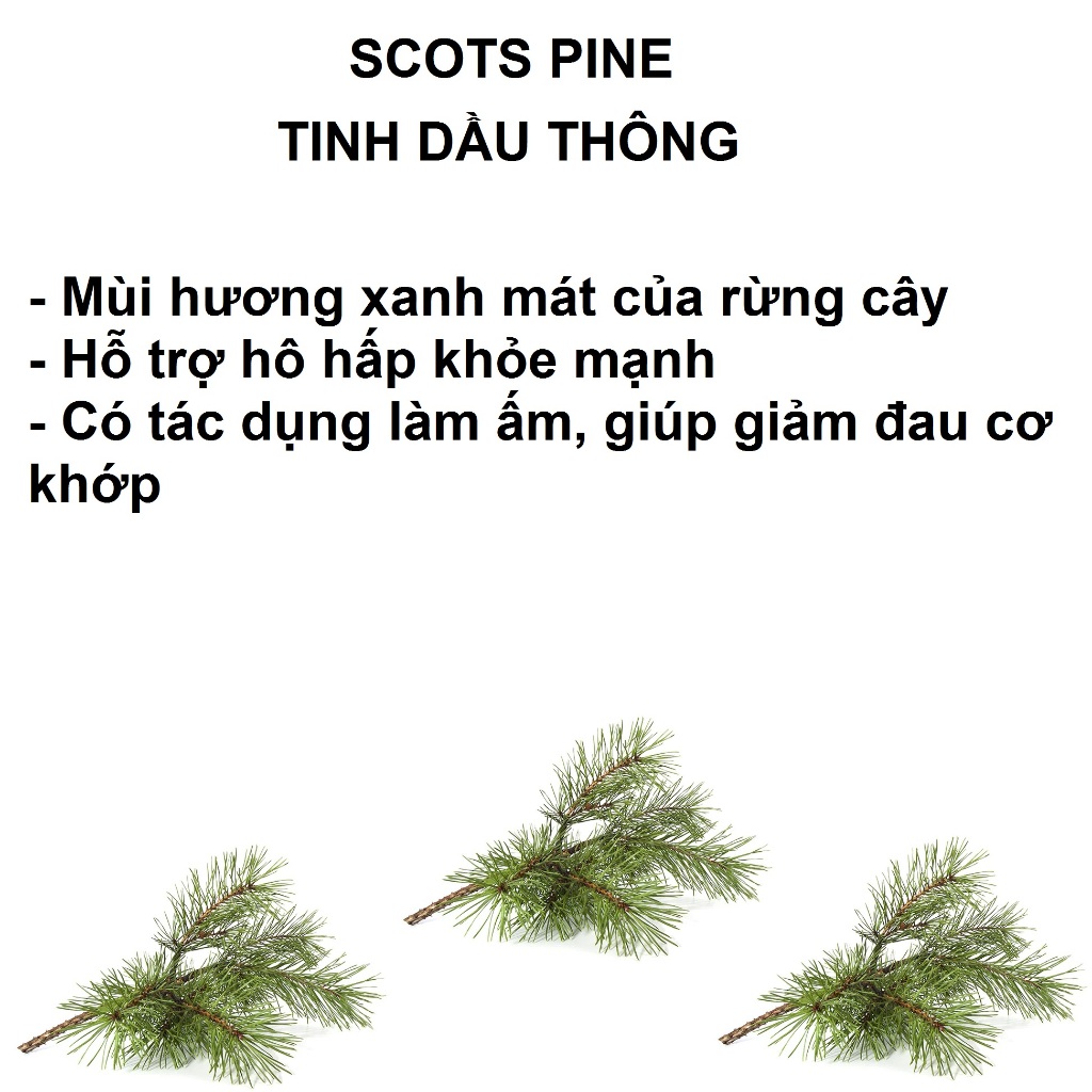 Tinh dầu Lá Thông  Nguyên Chất Nhập Khẩu Mỹ Plant Therapy Kid Safe Essential Oil 10mL An Toàn Cho Bé 2 tuổi