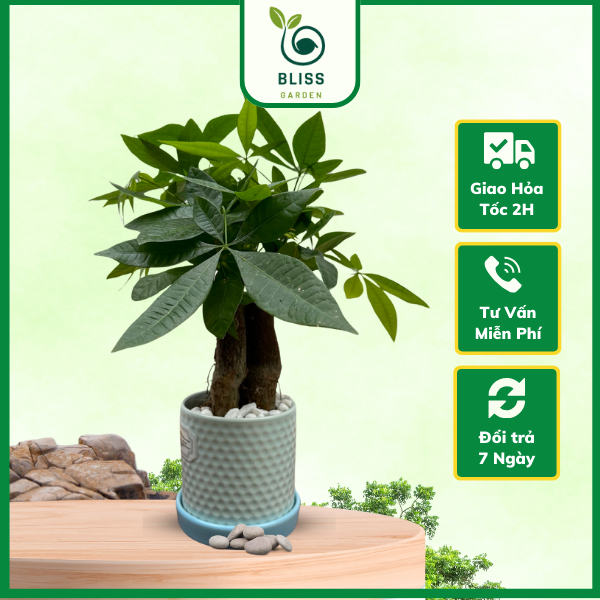 Cây kim ngân để bàn 3 thân chậu trụ sứ cao 25cm dễ chăm sóc