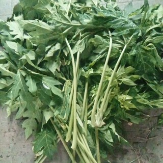 Lá đu đủ tươi 1kg - thảo dược ngọc ánh
