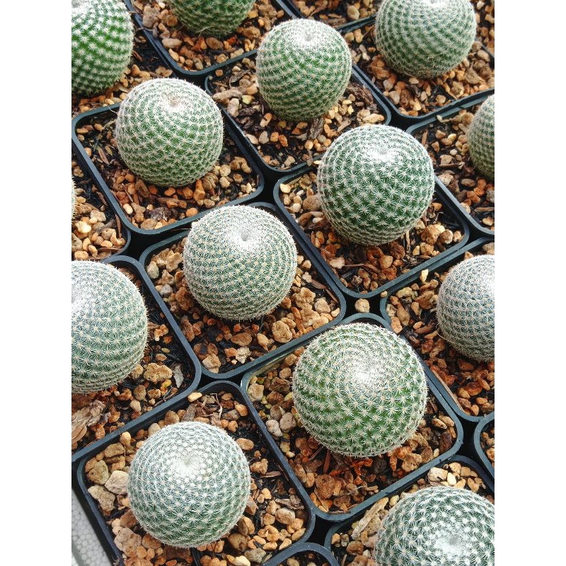 Xương rồng Mammi Microthele