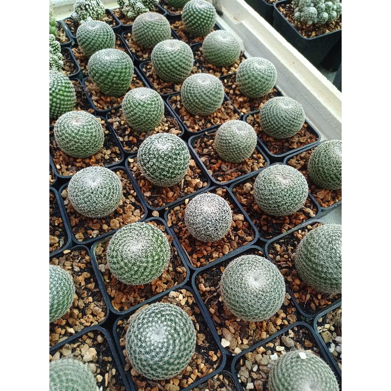 Xương rồng Mammi Microthele