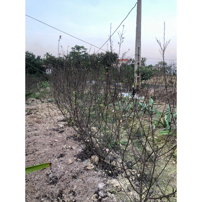 Mai trắng, Nhất chi mai