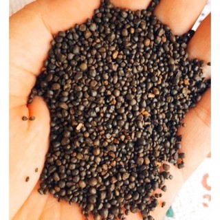 Sỏi suối nâu trang trí hồ cá thuy sinh tiểu cảnh 1kg