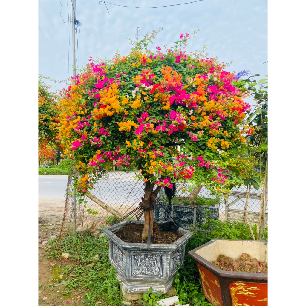 Phân bón hữu cơ Siêu hoa giấy kích ra hoa, giữu hoa lâu tàn gói 700g