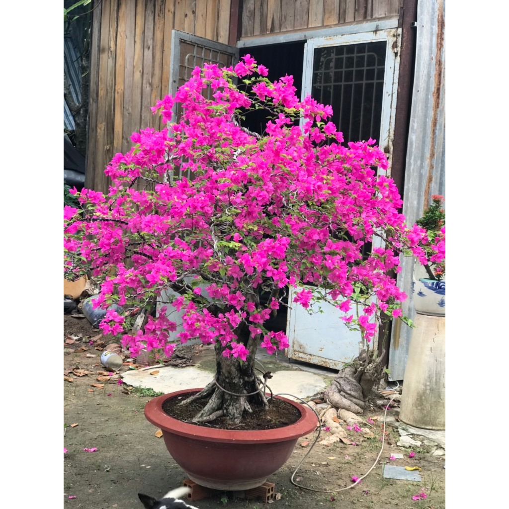 Phân bón hữu cơ Siêu hoa giấy kích ra hoa, giữu hoa lâu tàn gói 700g