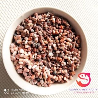 Sỏi núi lửa trải nền bể cá cảnh, bể thủy sinh