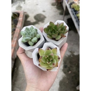 Chậu đá trồng cây/chậu nến