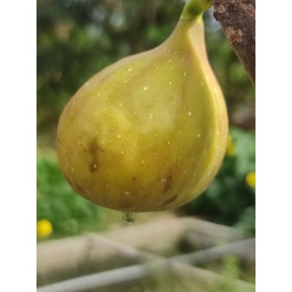 cành chiết sung mỹ lda