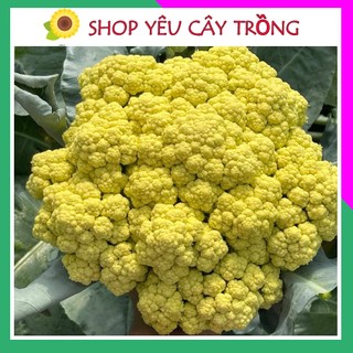 Hạt giống súp lơ chịu nhiệt nhật gói 0.5gr 100 hạt