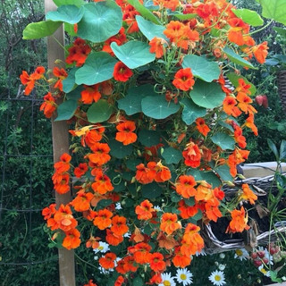 Hạt giống hoa sen cạn dây leo nhiều màu rado 906