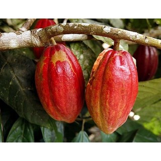 Trái ca cao 1 kg