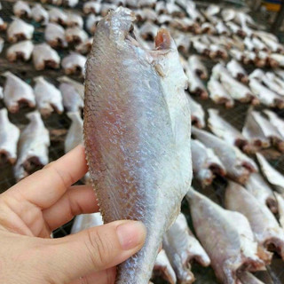 Cá đù 500g con to đều 18~20con/kg vị mặn giá tận ghe - đặc sản vũng tàu, làm chiên cá mặn