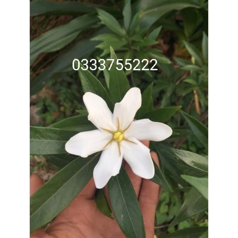 Cây dành dành lá kim