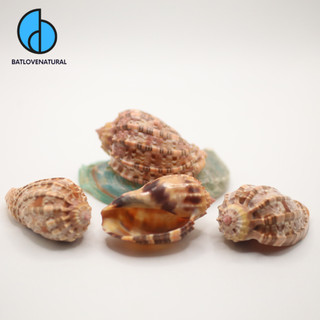 Vỏ ốc Harpa - Vỏ ốc mượn hồn - Vỏ ốc trang trí nhiều kích thước nhỏ vừa lớn