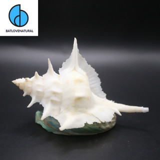 Vỏ ốc Alabaster Murex - Vỏ ốc trang trí nhà cửa - Vỏ ốc đẹp