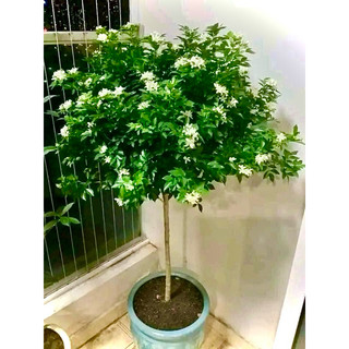 Cây nguyệt quế siêu hoa dáng tree cao 80-100cm