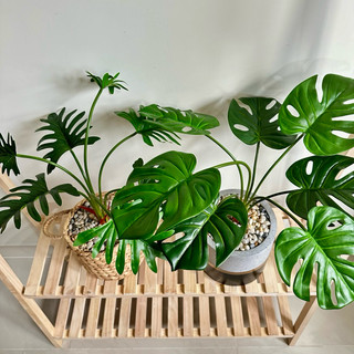 (Cây kèm chậu như video) Cây MONSTERA - TRẦU BÀ giả (Trầu bà lá xẻ, Trầu bà cánh phượng)