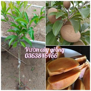 Cây hồng xiêm xoài , cây ghép cho quả sớm cao 60cm -80cm