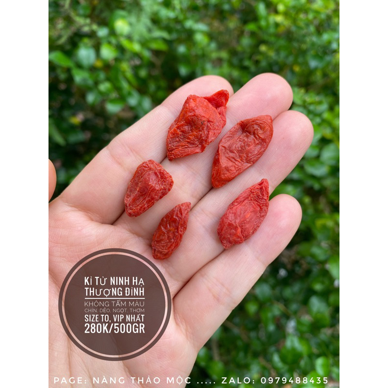 KỈ tử Ninh Hạ thượng đỉnh