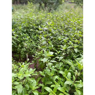 Nước tráng tóc Thảo Mộc Nhung Mộc Handmade